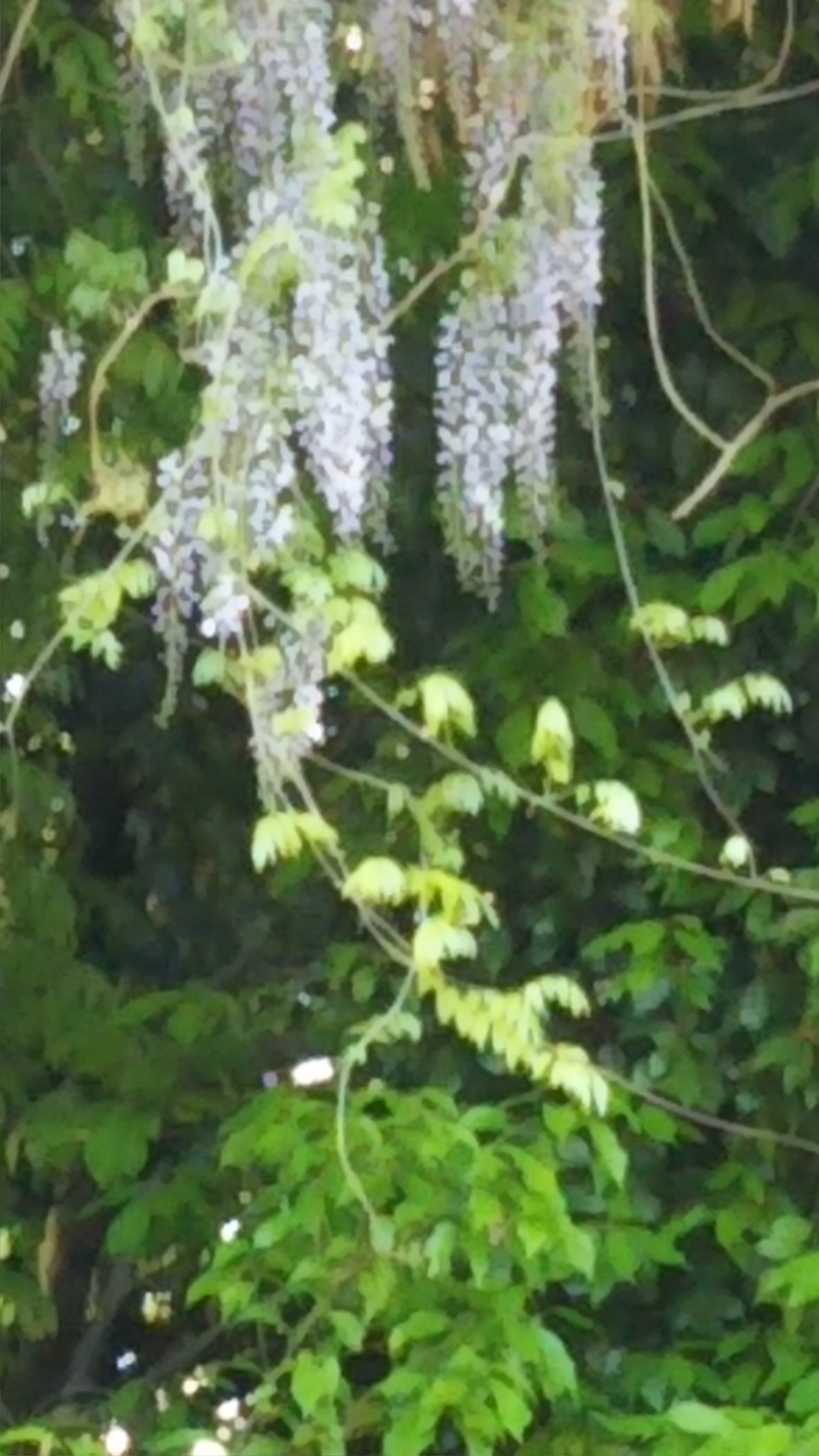藤の花