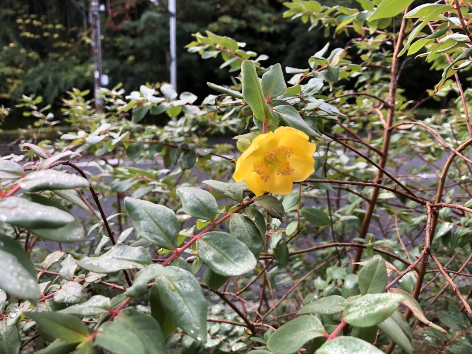 季節外れの花