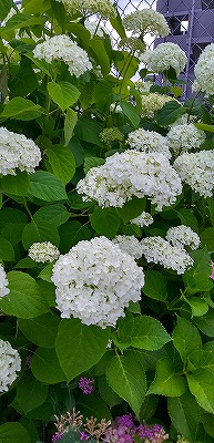 休日の朝