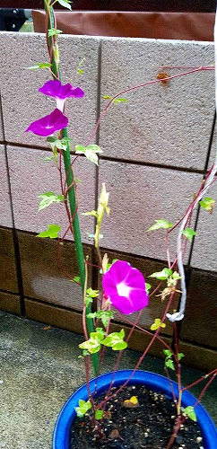 アサガオ（朝顔）