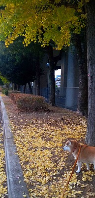 紅葉図鑑