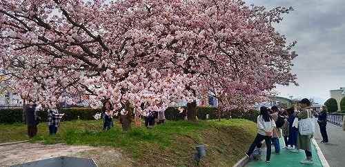 二日連続のお花見